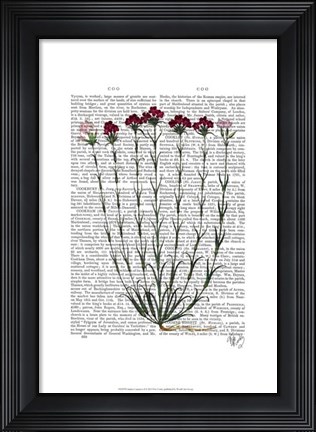 Framed Italian Carnation 4 Print
