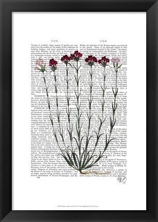 Framed Italian Carnation 4 Print