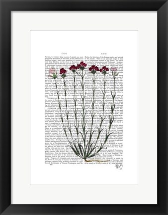 Framed Italian Carnation 4 Print