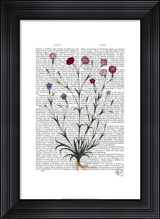 Framed Italian Carnation 5 Print
