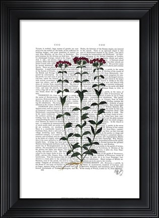 Framed Italian Carnation 6 Print