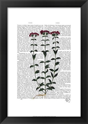 Framed Italian Carnation 6 Print