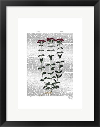 Framed Italian Carnation 6 Print