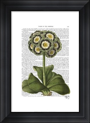 Framed Primula Auricula Blue Print
