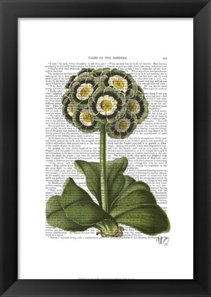 Framed Primula Auricula Blue Print