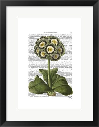 Framed Primula Auricula Blue Print