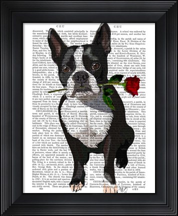 Framed Boston Terrier with Rose in Mouth Print
