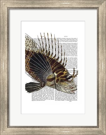 Framed Vintage Spiky Fish Print