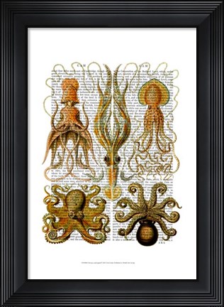 Framed Octopus and squid Print