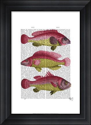 Framed Red and Yellow Fantasy Fish Trio Print