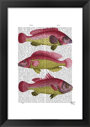 Framed Red and Yellow Fantasy Fish Trio Print