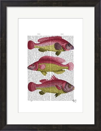 Framed Red and Yellow Fantasy Fish Trio Print