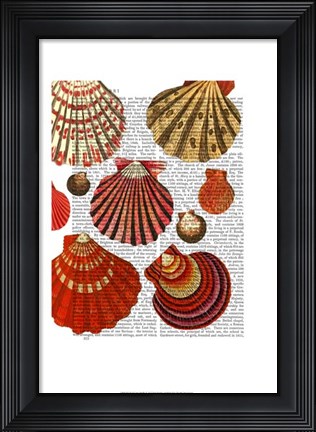 Framed Red Clam Shells Print