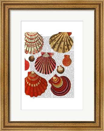 Framed Red Clam Shells Print
