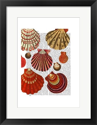 Framed Red Clam Shells Print