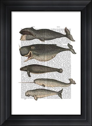 Framed Five Vintage Whales Print