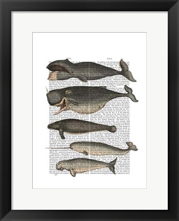 Framed Five Vintage Whales Print