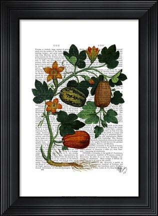 Framed Squash Vine 1 Print