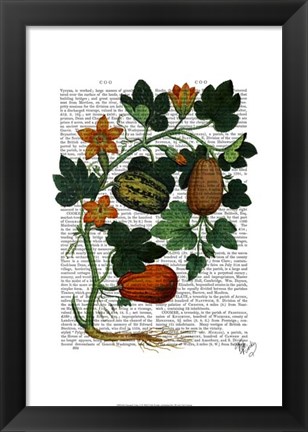 Framed Squash Vine 1 Print