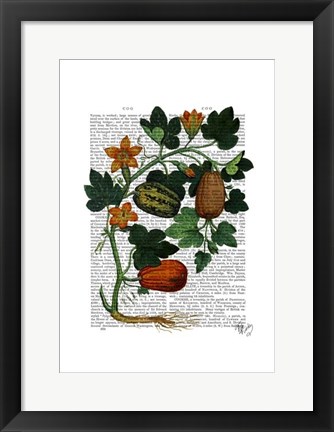 Framed Squash Vine 1 Print