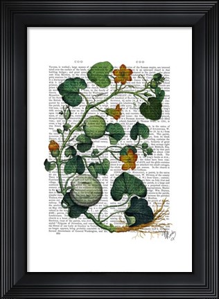 Framed Squash Vine 2 Print