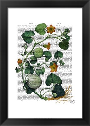 Framed Squash Vine 2 Print