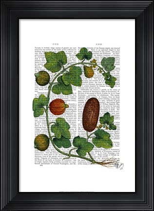 Framed Squash Vine 3 Print