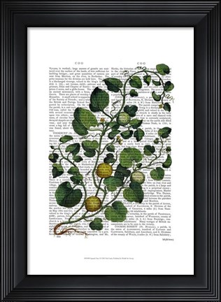 Framed Squash Vine 4 Print