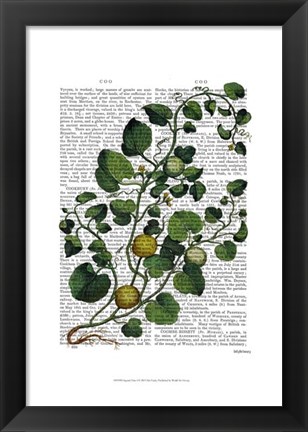 Framed Squash Vine 4 Print