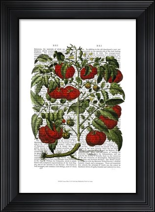 Framed Tomato Plant Print