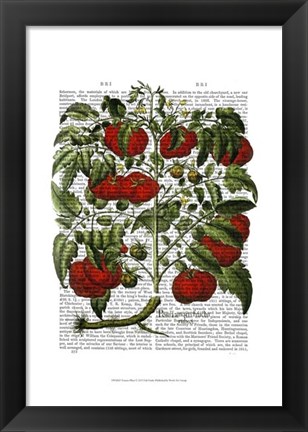 Framed Tomato Plant Print