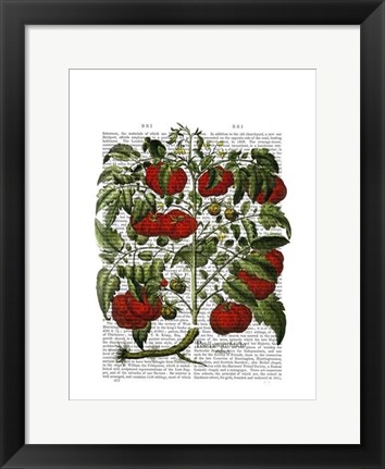 Framed Tomato Plant Print