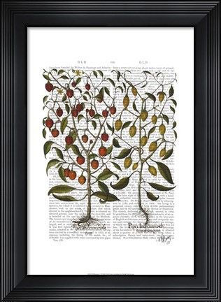 Framed Peppers 1 Print