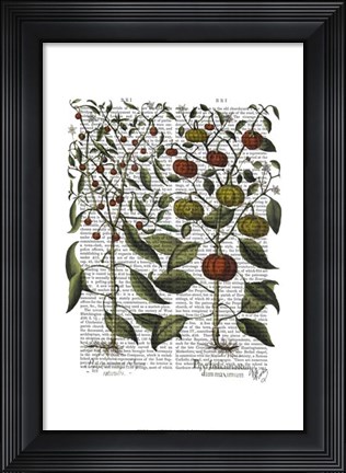 Framed Peppers 4 Print