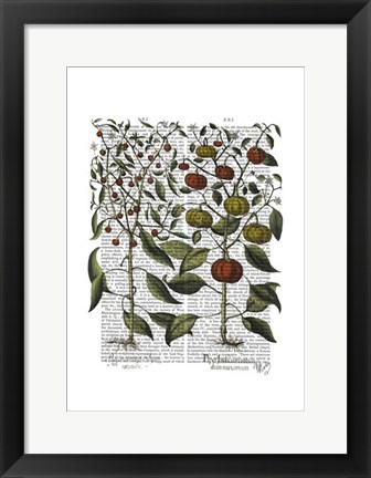 Framed Peppers 4 Print