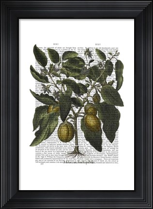 Framed Peppers 6 Print