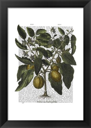 Framed Peppers 6 Print