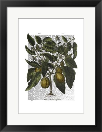 Framed Peppers 6 Print