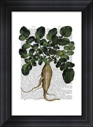 Framed Parsnip 1 Print