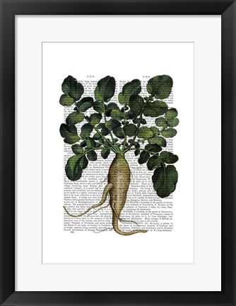 Framed Parsnip 1 Print