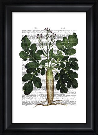 Framed Parsnip 2 Print