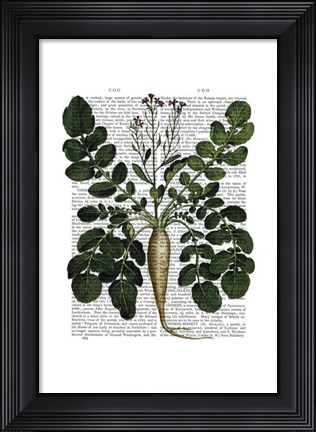 Framed Parsnip 3 Print