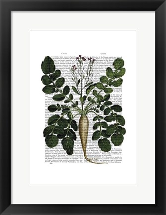 Framed Parsnip 3 Print