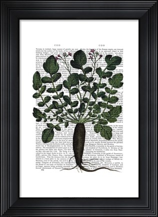 Framed Parsnip 4 Print