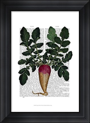 Framed Turnip Print