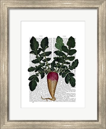 Framed Turnip Print