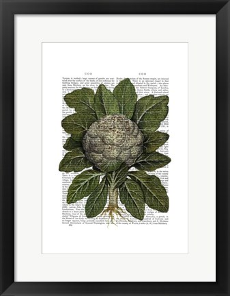 Framed Cauliflower Print