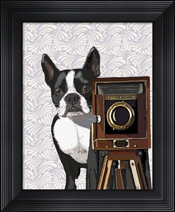 Framed Boston Terrier Photographer Print