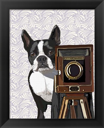 Framed Boston Terrier Photographer Print