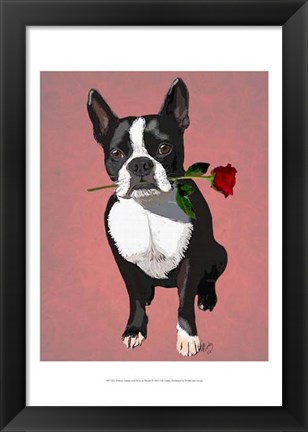 Framed Boston Terrier with Rose in Mouth Print